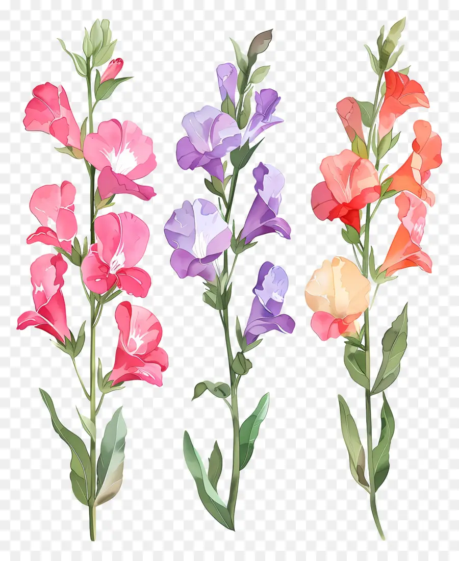 Flores Snapdragon，Flores PNG