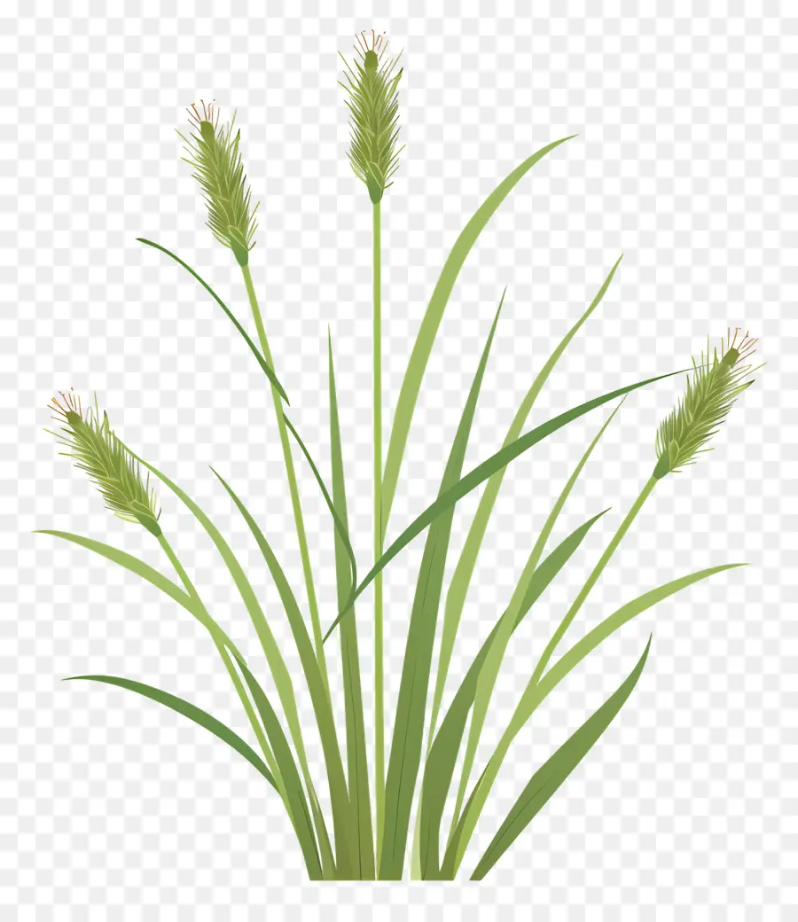 Timothy Grass，Grama PNG