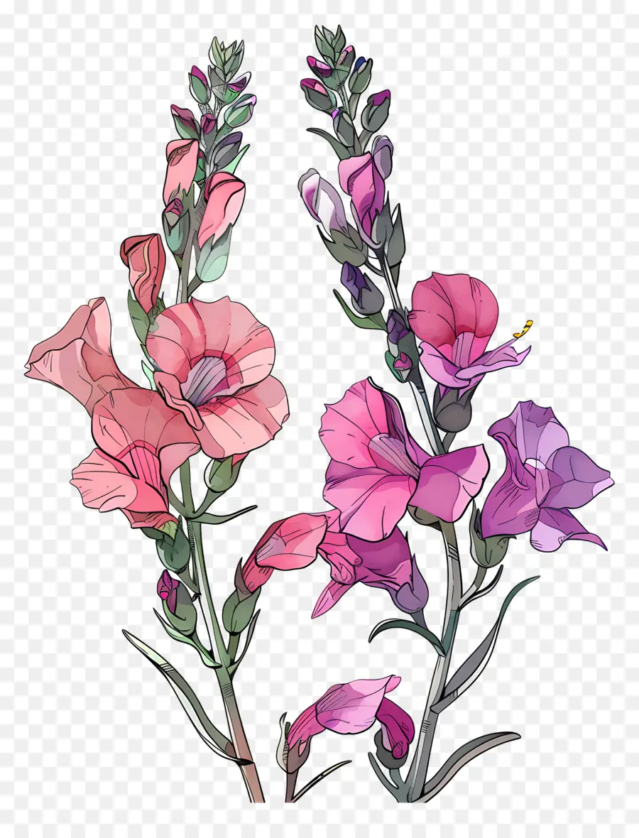 Flores De Snapdragon，Flores Coloridas PNG