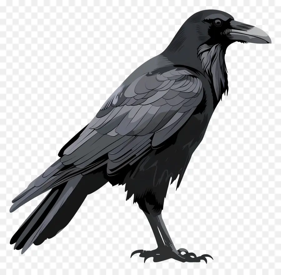 Raven，Black Raven PNG