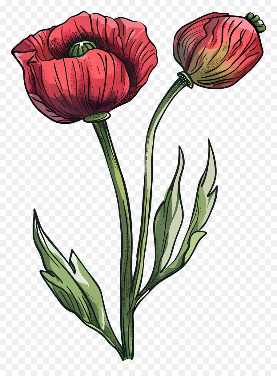 Flores De Papoula，Tulipas Rosa PNG