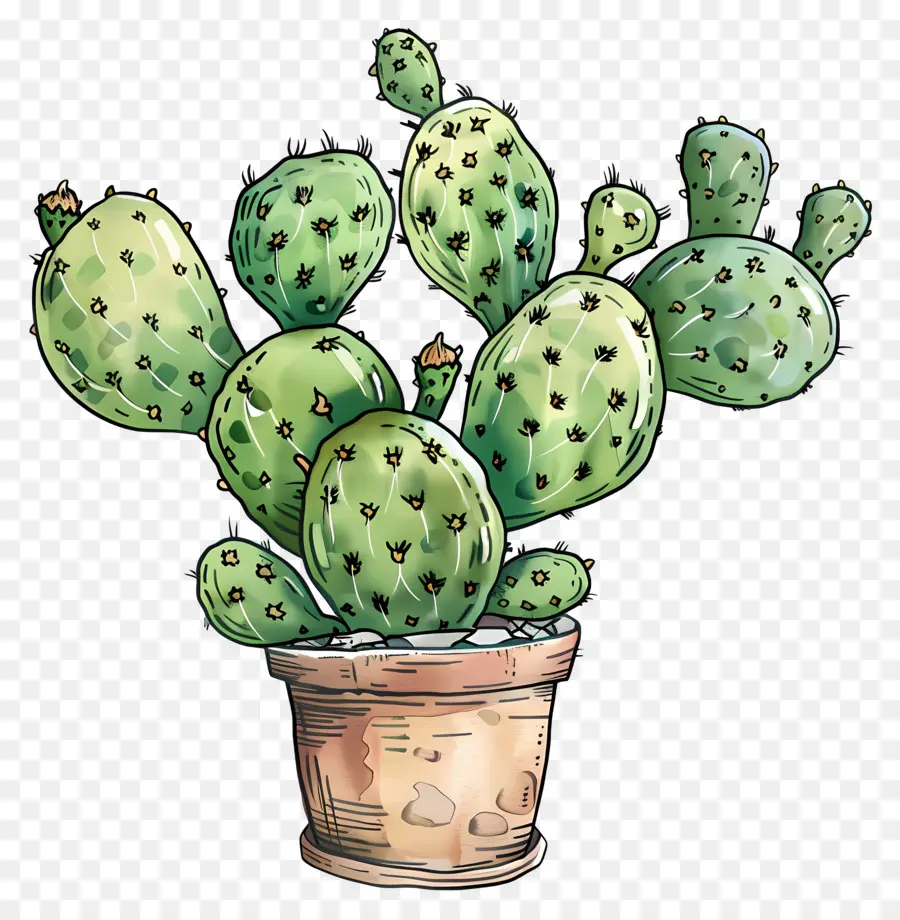 Cactus，Suculenta PNG