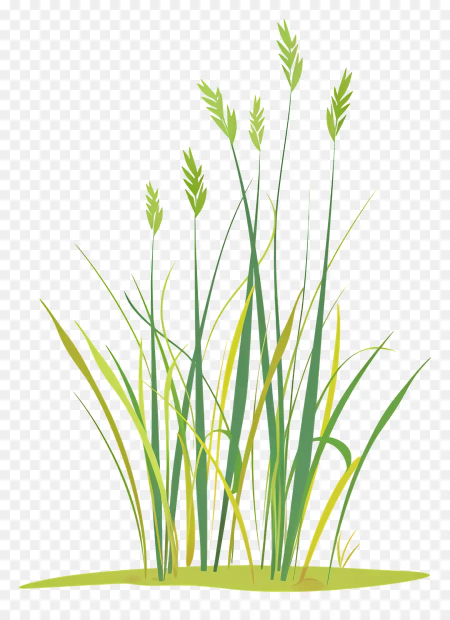 Timothy Grass，Grama PNG