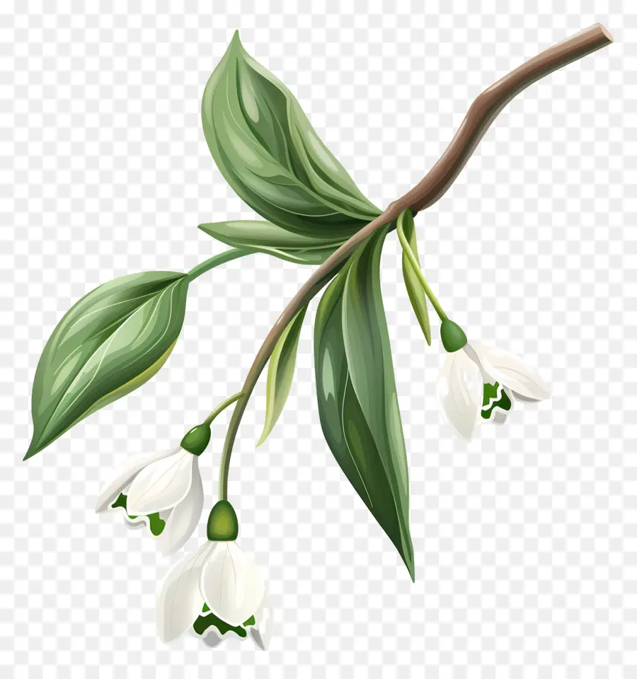 Snowdrop，Flores Brancas PNG