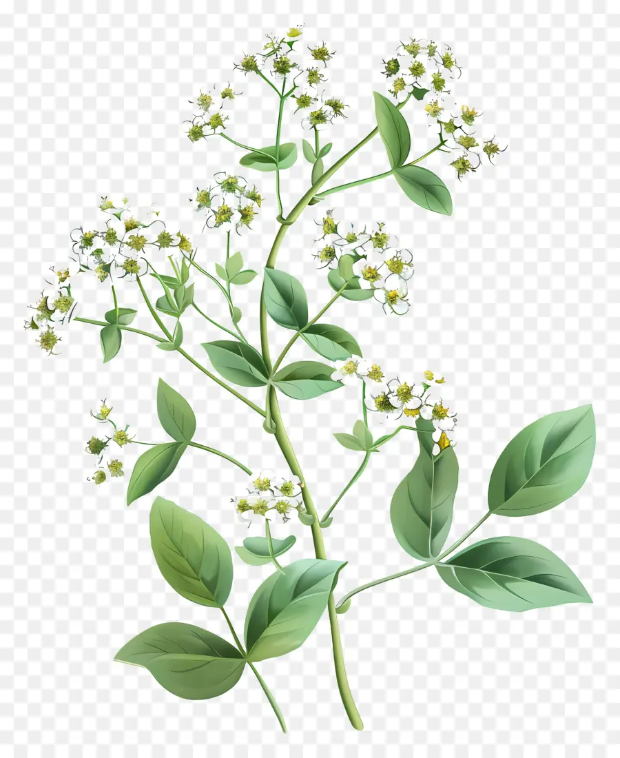 Doce Alyssum，Ramo Verde PNG