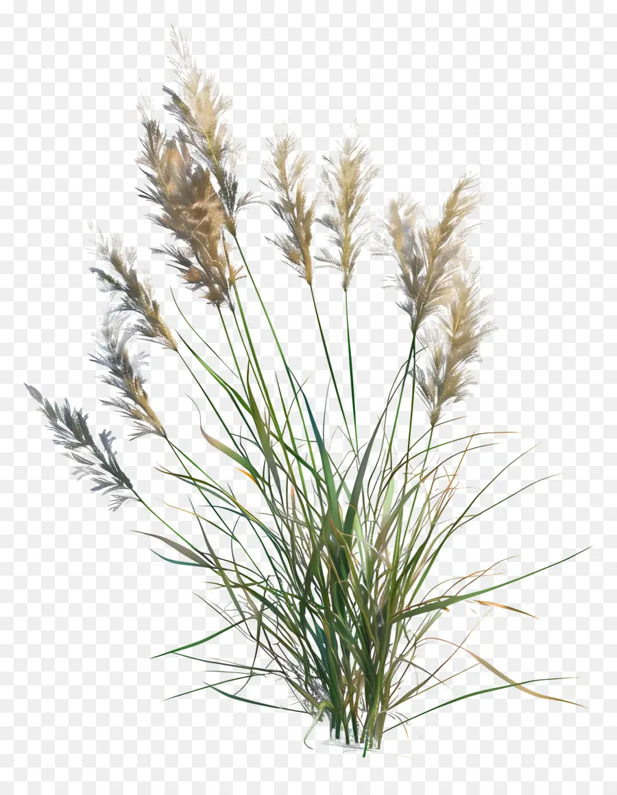 Timothy Grass，Grama De Pampas PNG