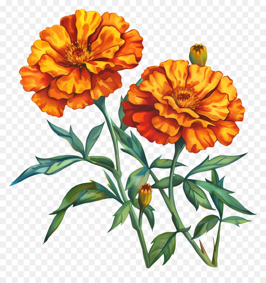 Flores De Calêndula，Flores Laranja PNG