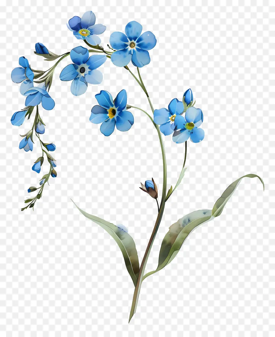 Não Me Esqueça，Flores Azuis PNG