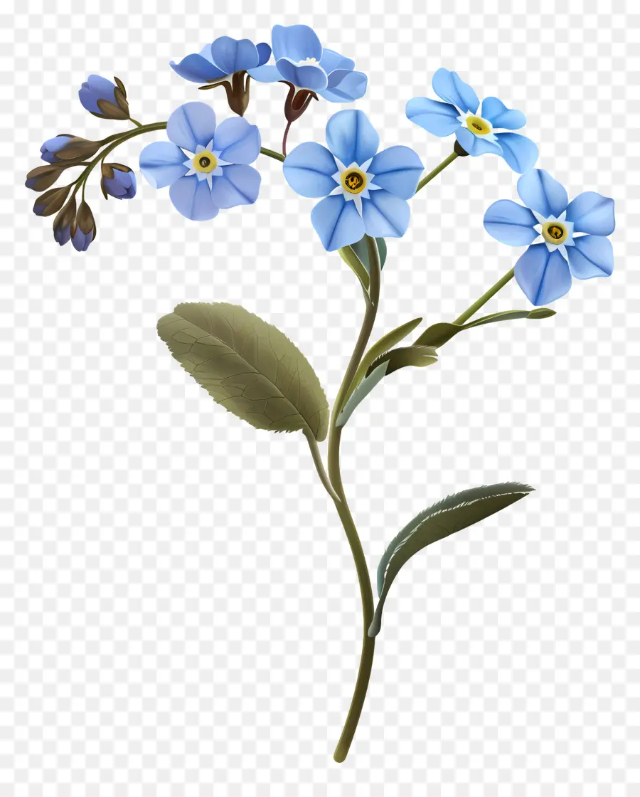 Não Me Esqueça，Flores Azuis PNG