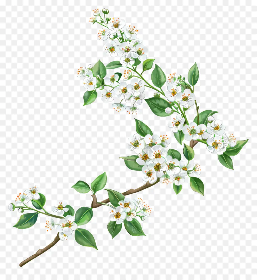 Doce Alyssum，Flor Do Ramo PNG