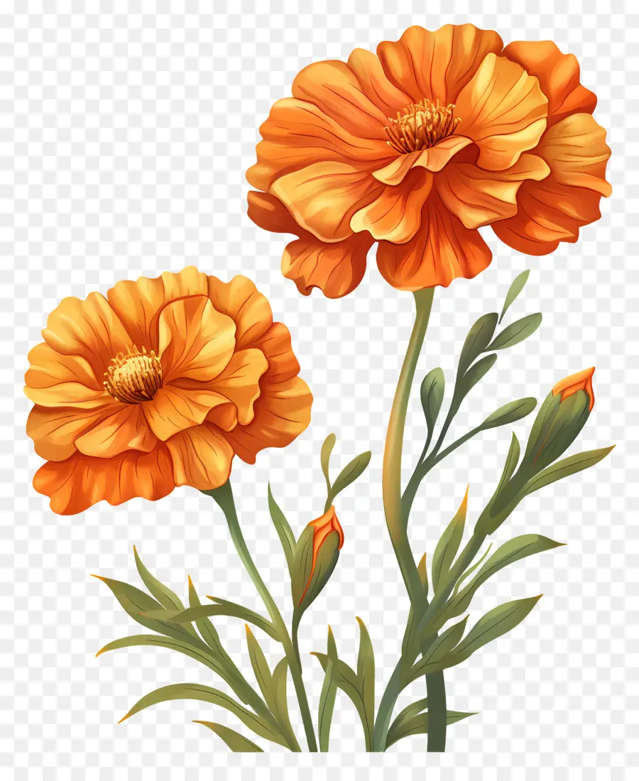 Flores De Calêndula，Flores Laranja PNG