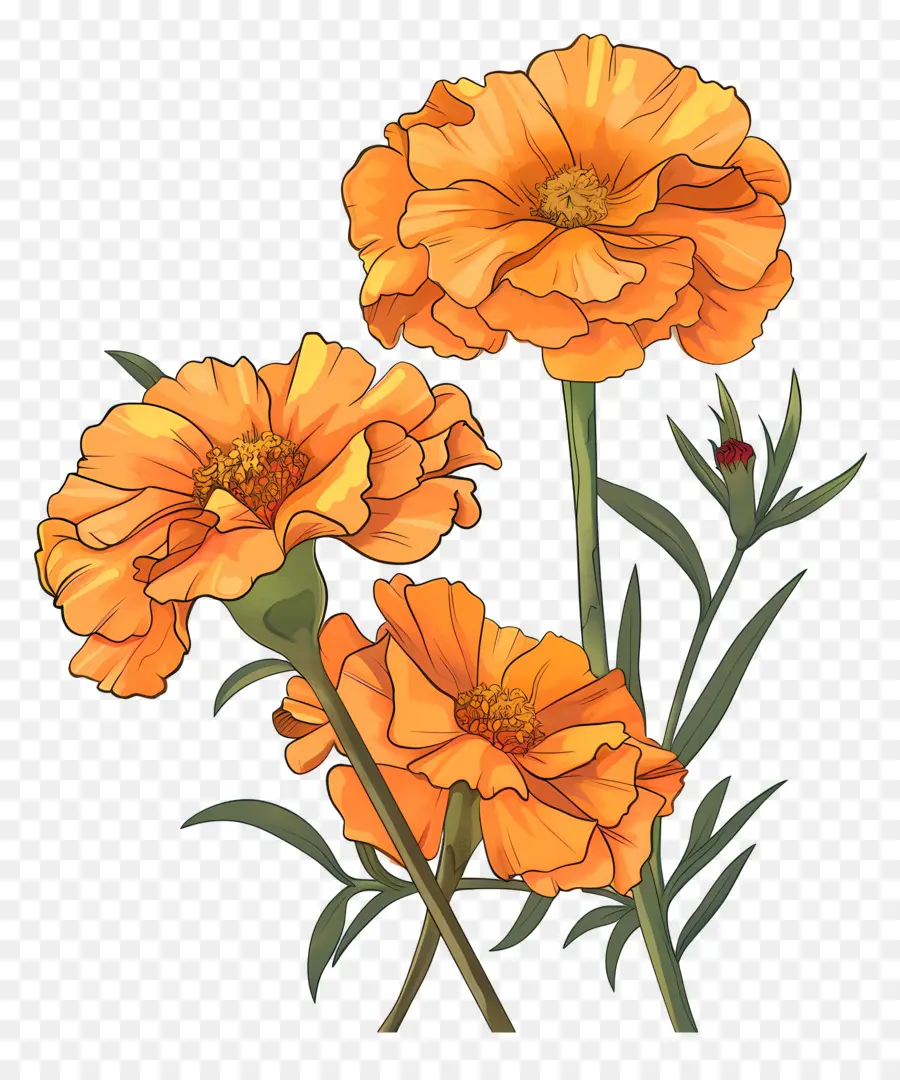 Calêndula Flores，Cravos Amarelos PNG