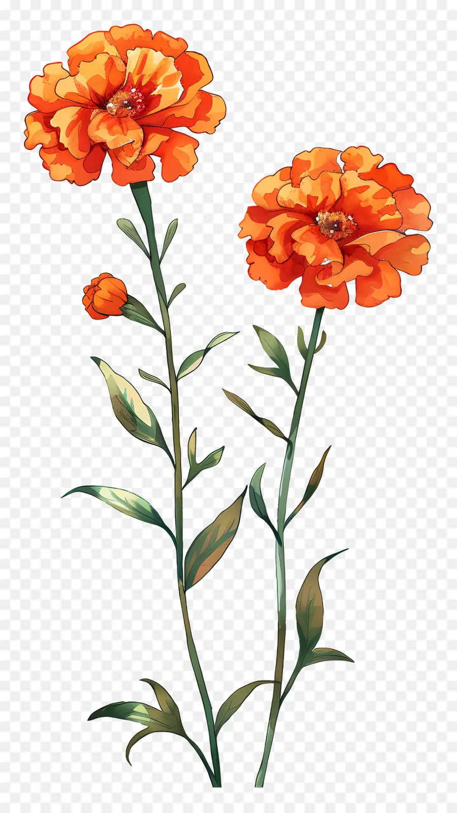 Calêndula Flores，Flor Vermelha PNG