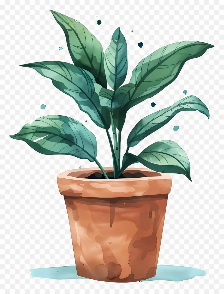 Stephania Plant，Planta Colorida PNG