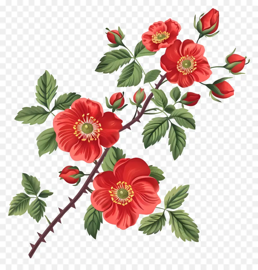 Flores De Rosehip，Flores Vermelhas PNG