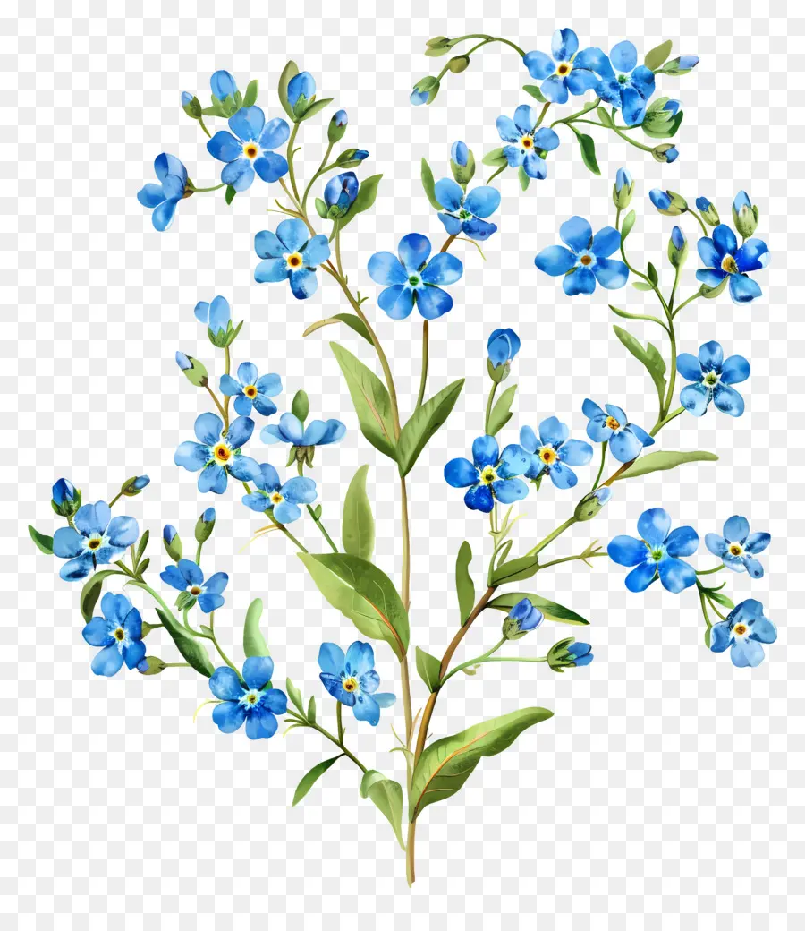 Não Te Esqueças De Mim，Flores Azuis PNG