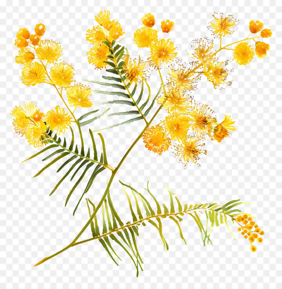 Mimosa Flor，Flores Amarelas PNG