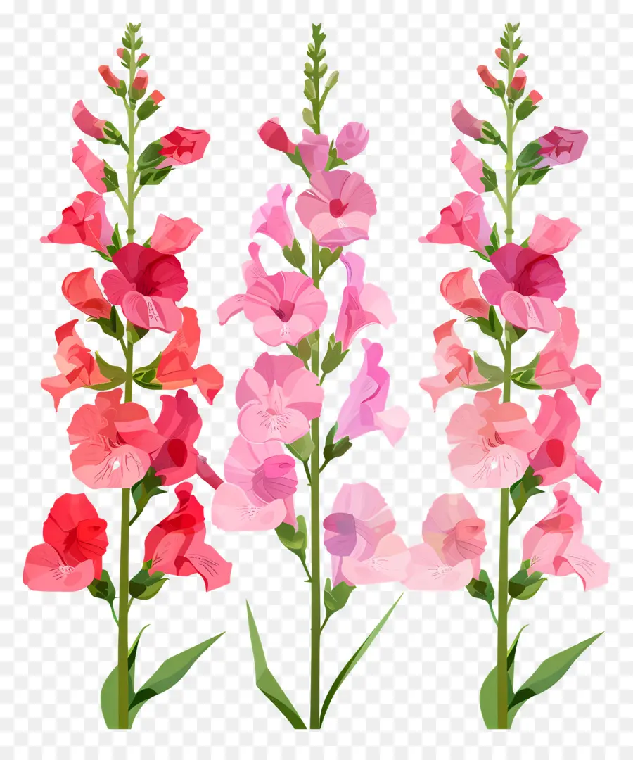 Flores De Snapdragon，Flores Coloridas PNG