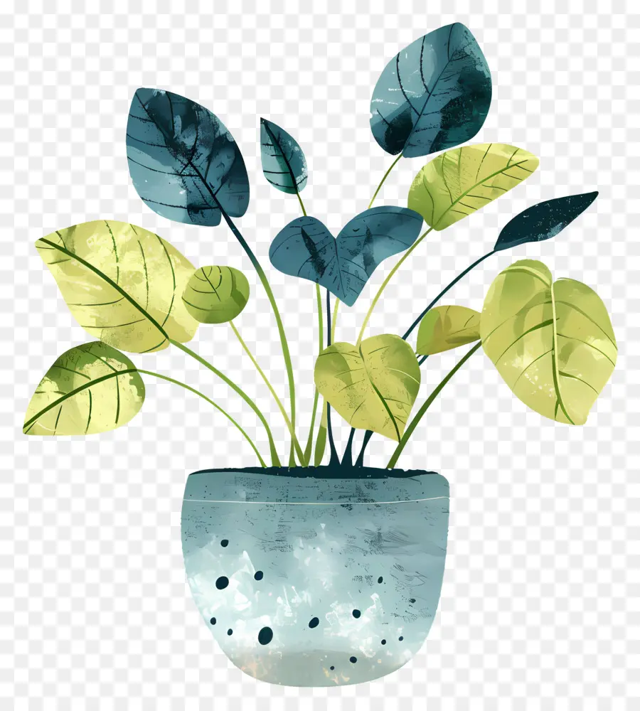 Stephania Plant，Planta De Vaso PNG