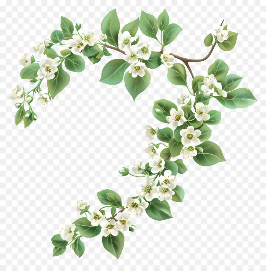 Doce Alyssum，Ramo Florido PNG