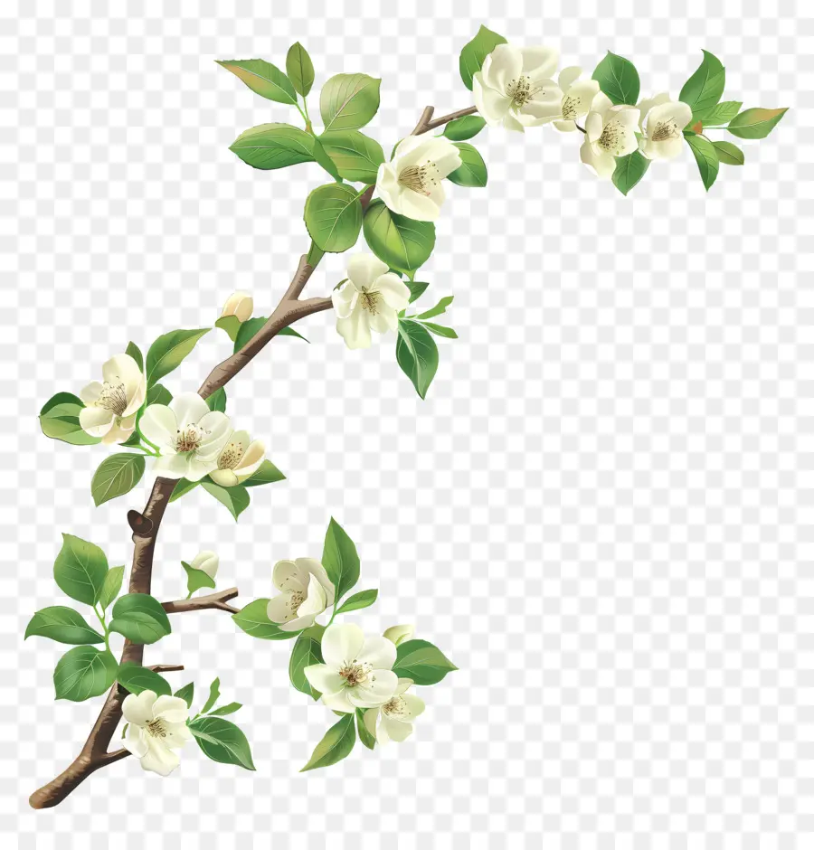 Flores Creme，Ramo Com Flores Brancas PNG