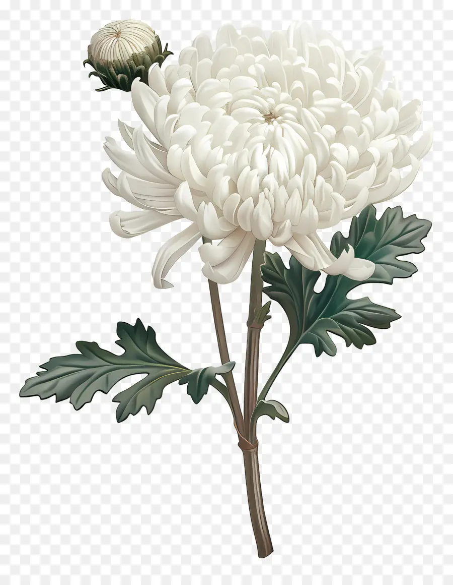 Crisântemo Branco，Flor Branca PNG