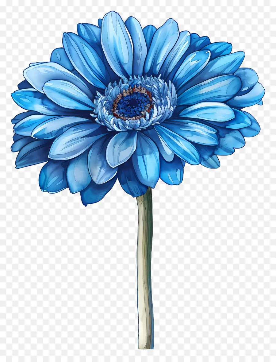 Gérbera Azul，Flor Azul PNG