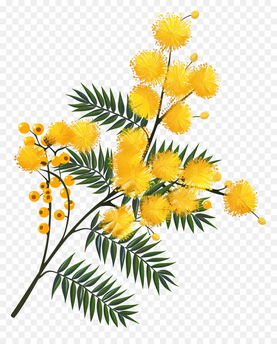 Flor Mimosa，Flores Amarelas PNG