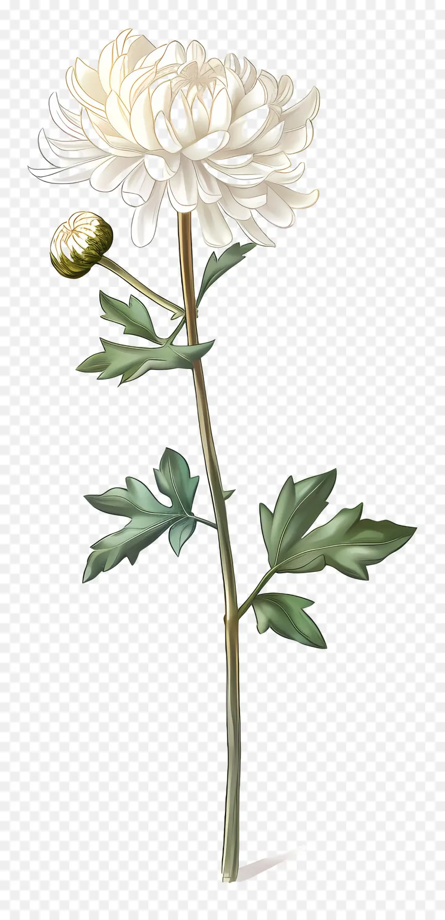 Crisântemo Branco，Flor Branca PNG