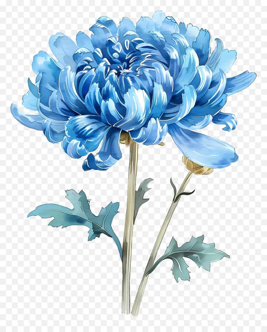 Crisântemo Azul，Flor Azul PNG