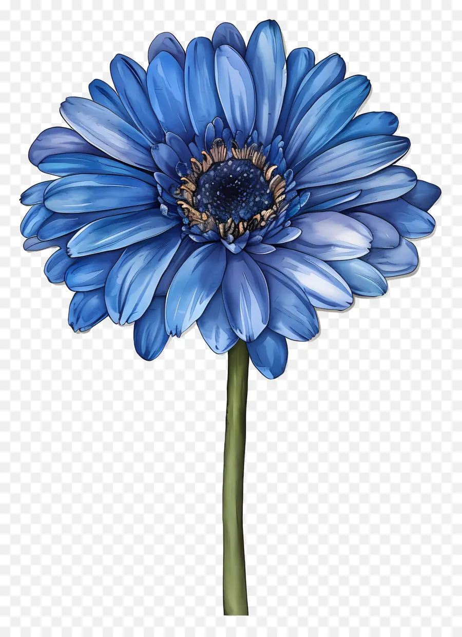 Gérbera Azul，Flor Azul PNG