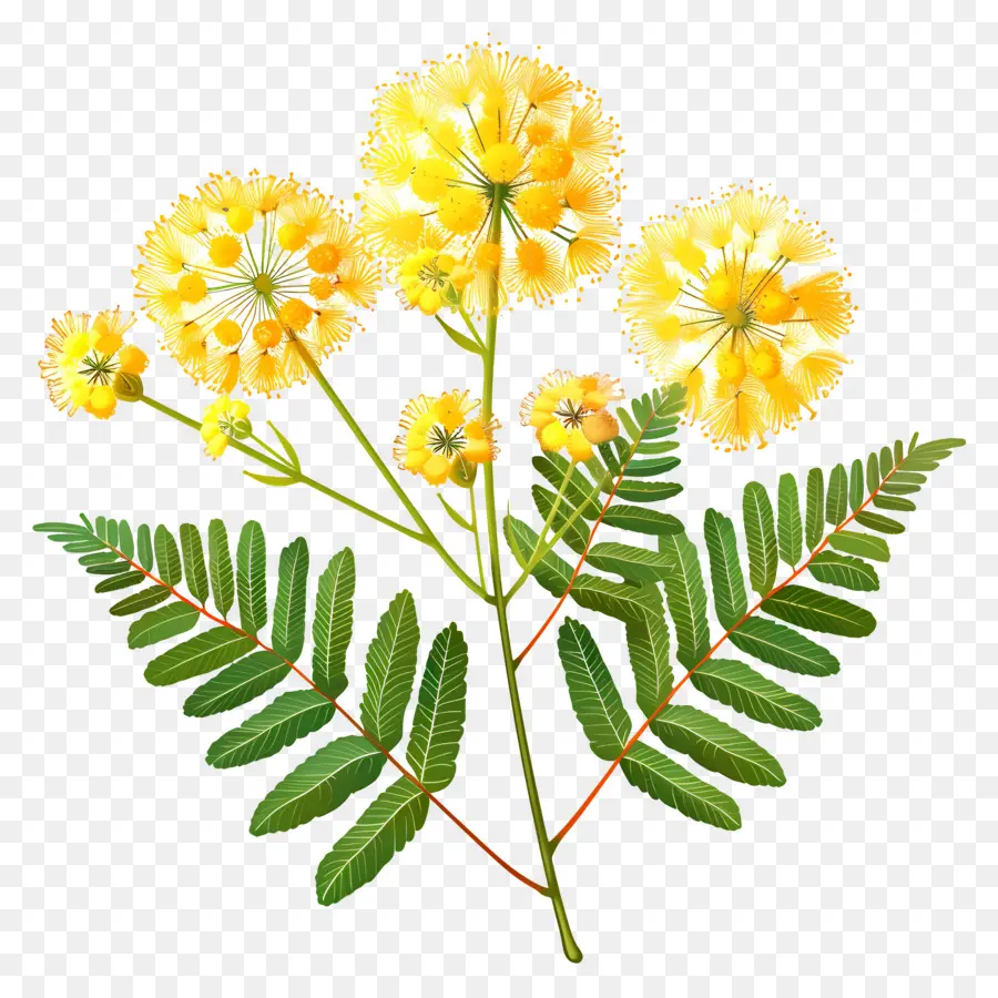 Mimosa Flor，Flores Amarelas PNG