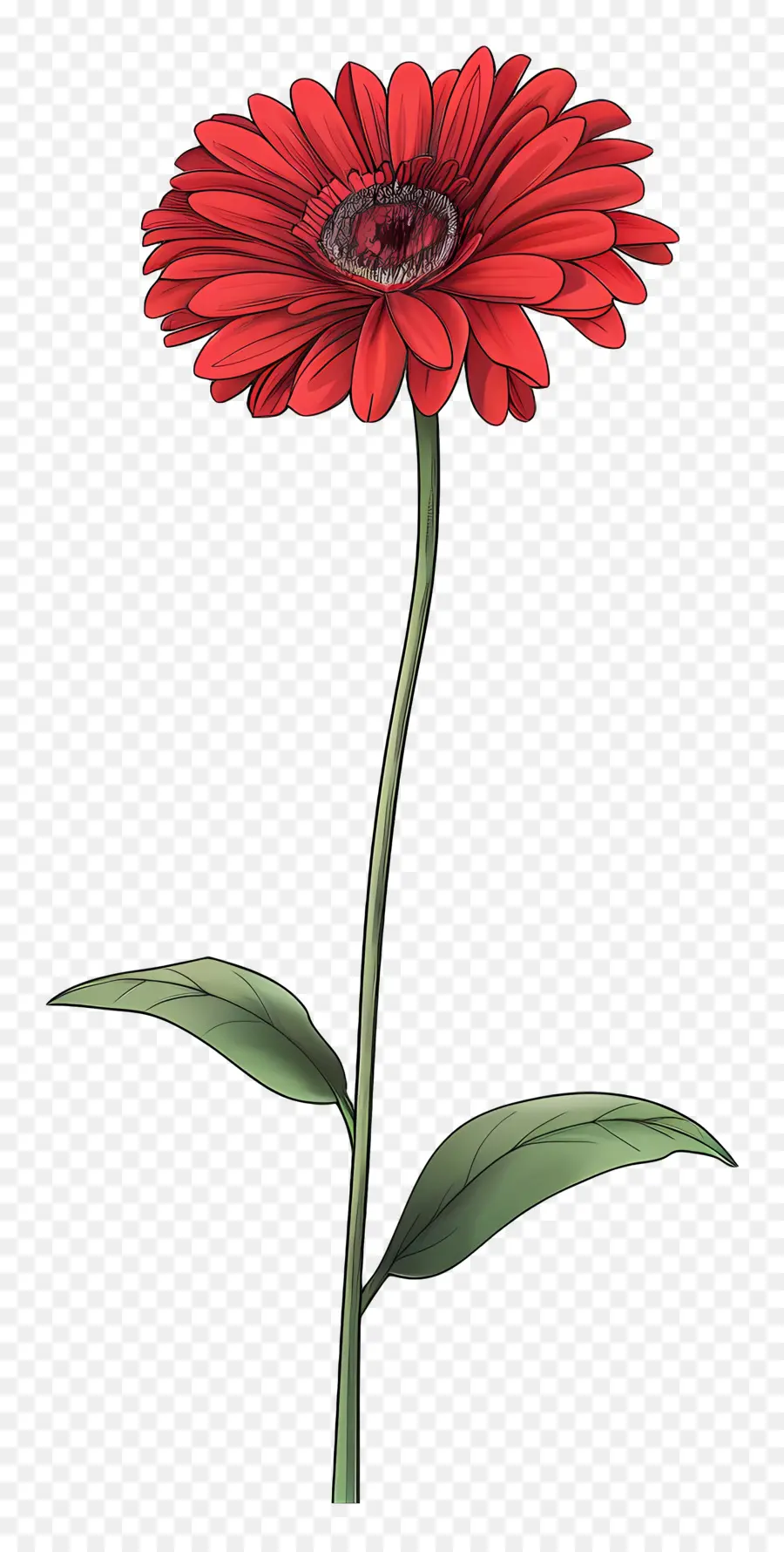 Gérbera Vermelha，Flor Vermelha PNG