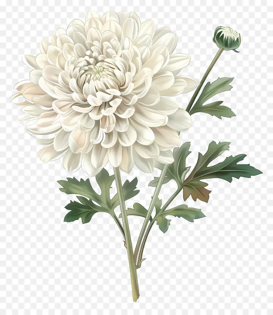 Crisântemo Branco，Flor Branca PNG