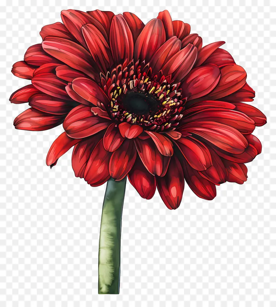 Gérbera Vermelha，Flor Vermelha PNG