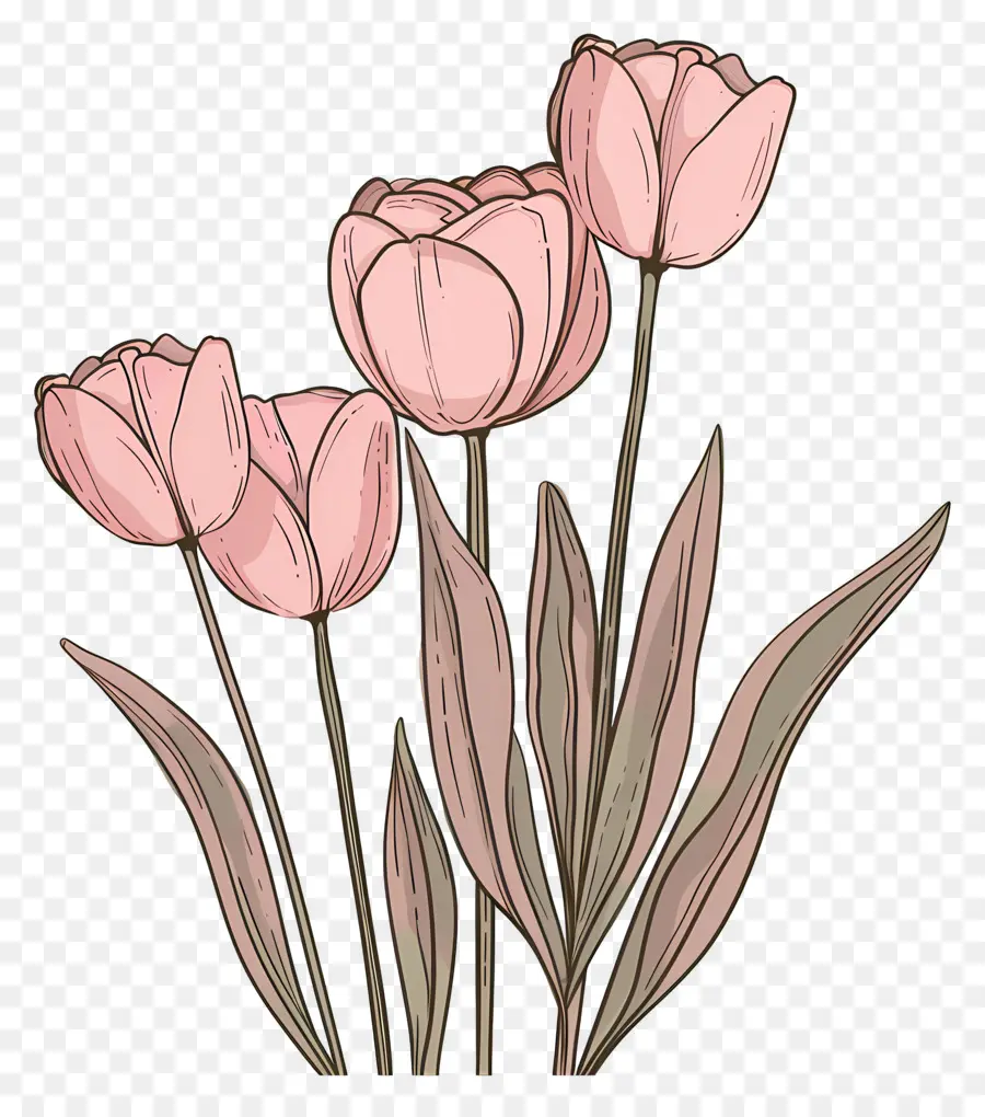 Tulipas Rosa，Folhas Verdes PNG