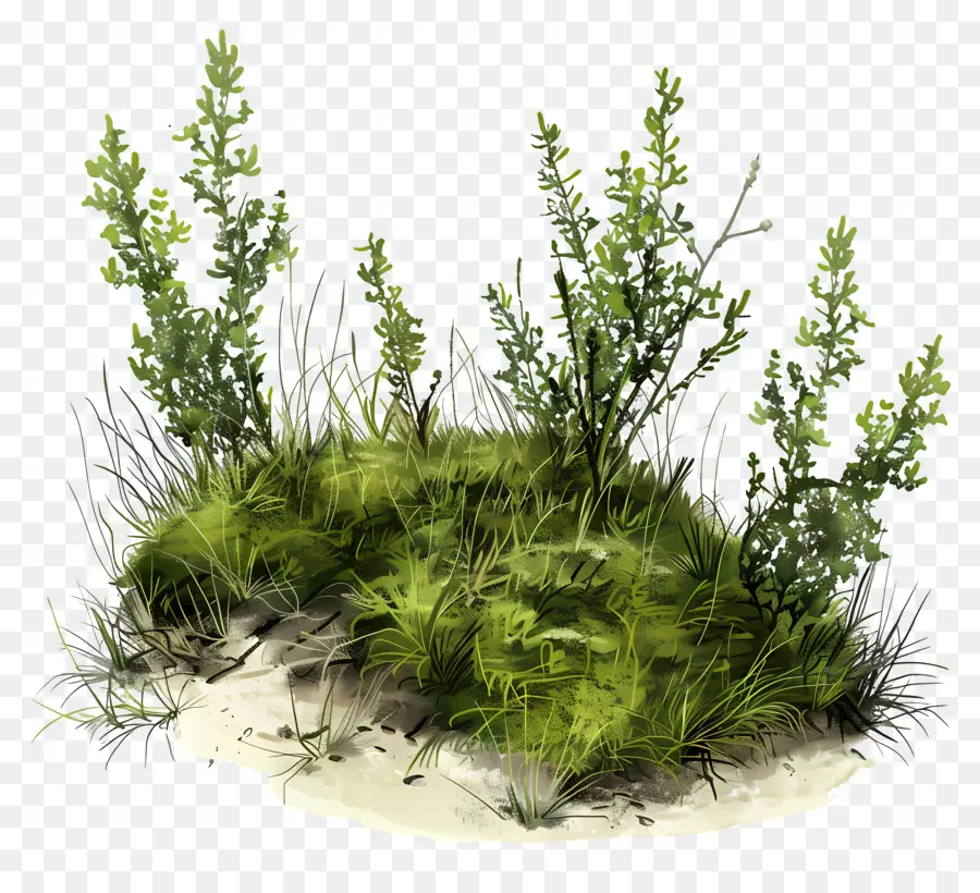 Planta De Musgo，Bush PNG