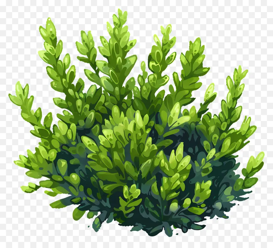 Planta De Musgo，Alga PNG