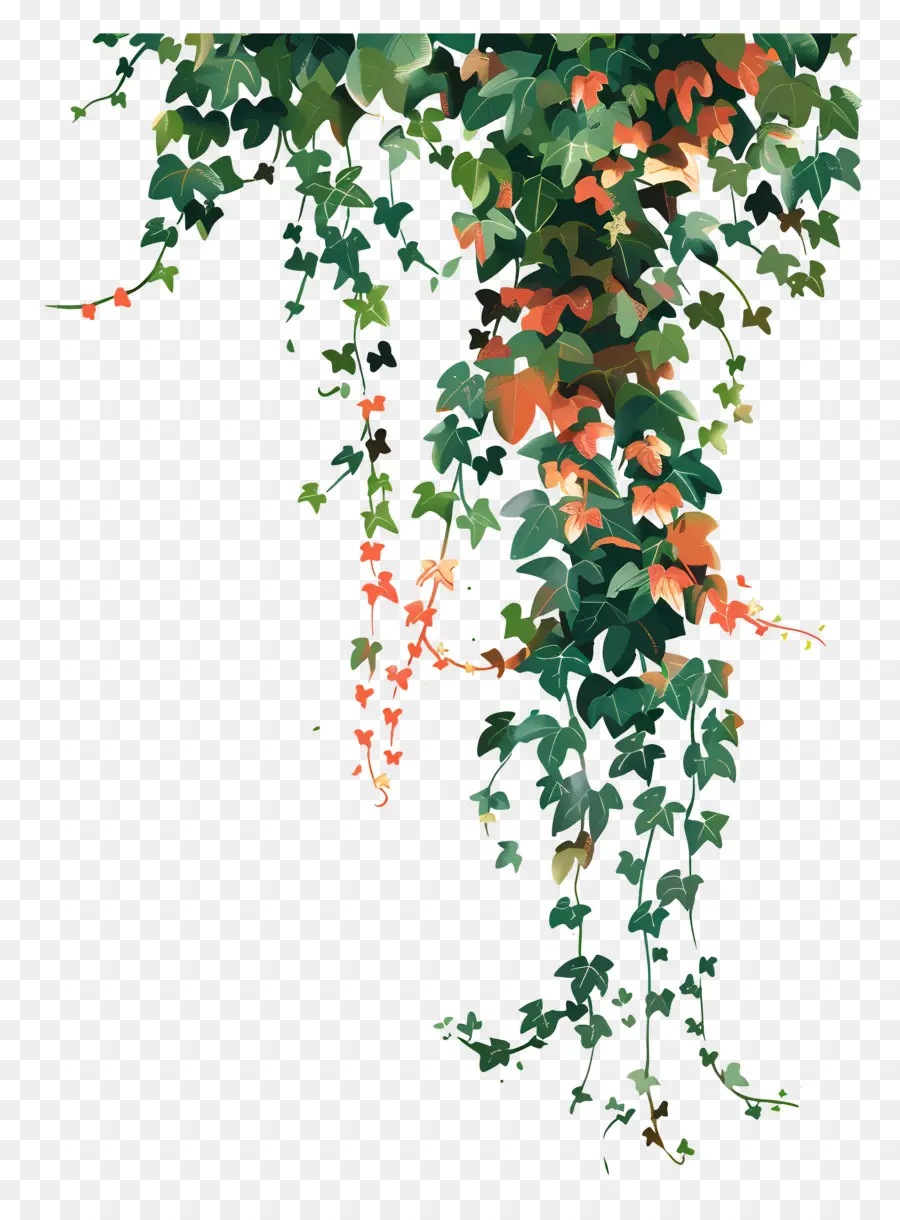 Ivy Pendurada，Videiras Penduradas PNG