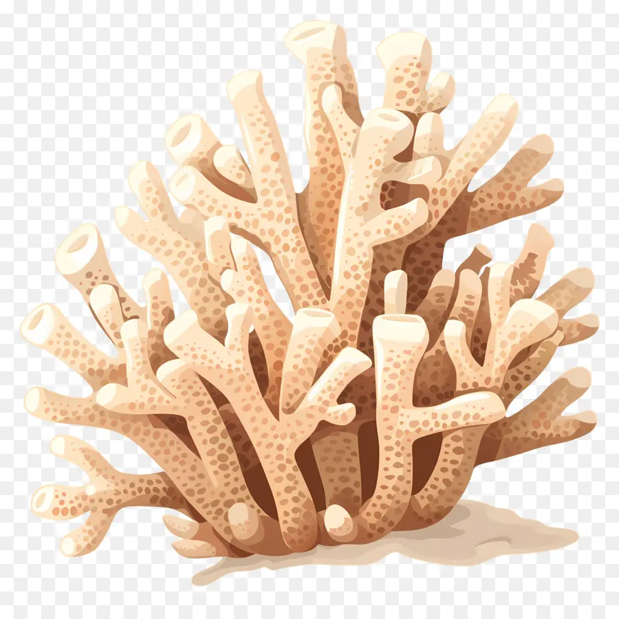 Branqueamento De Coral，Coral PNG