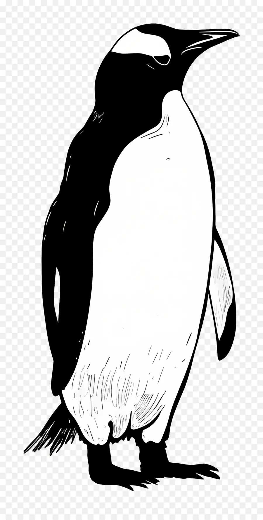 Pinguim，Preto E Branco PNG