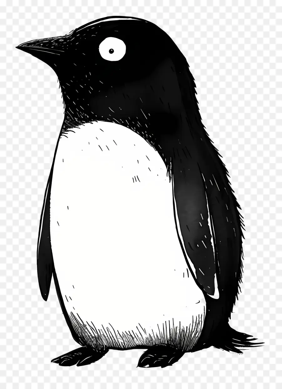 Penguin，Aves PNG