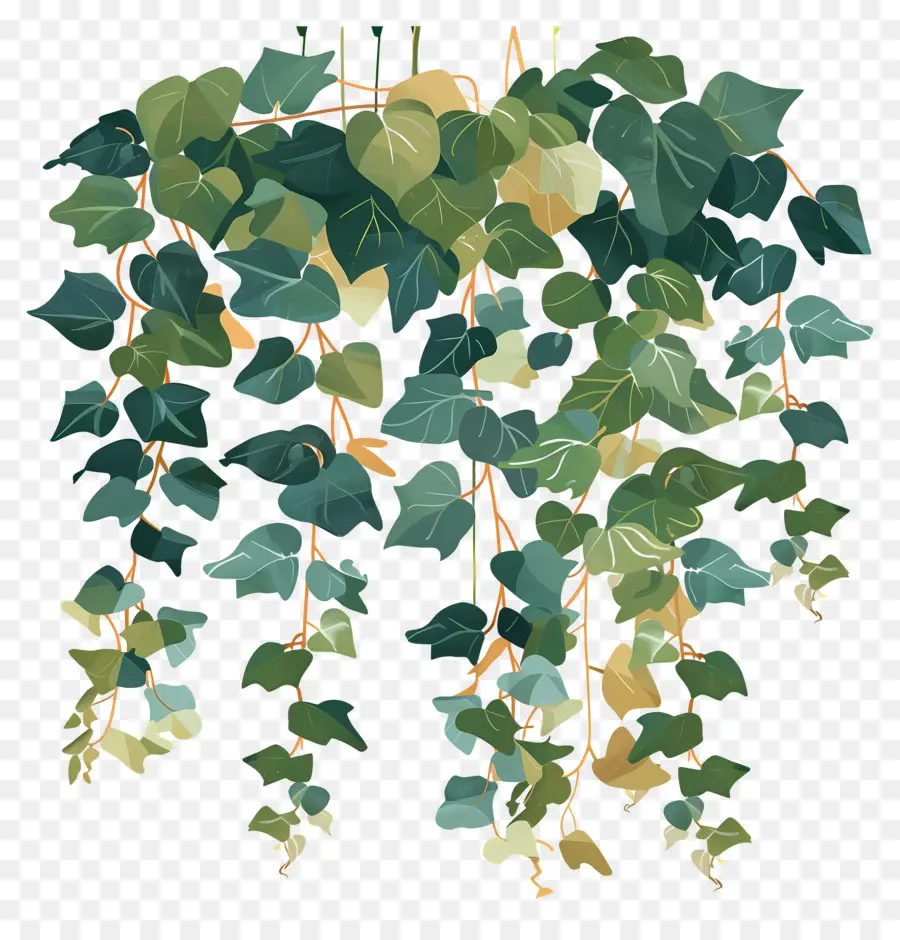 Ivy Pendurada，Plantas Penduradas PNG