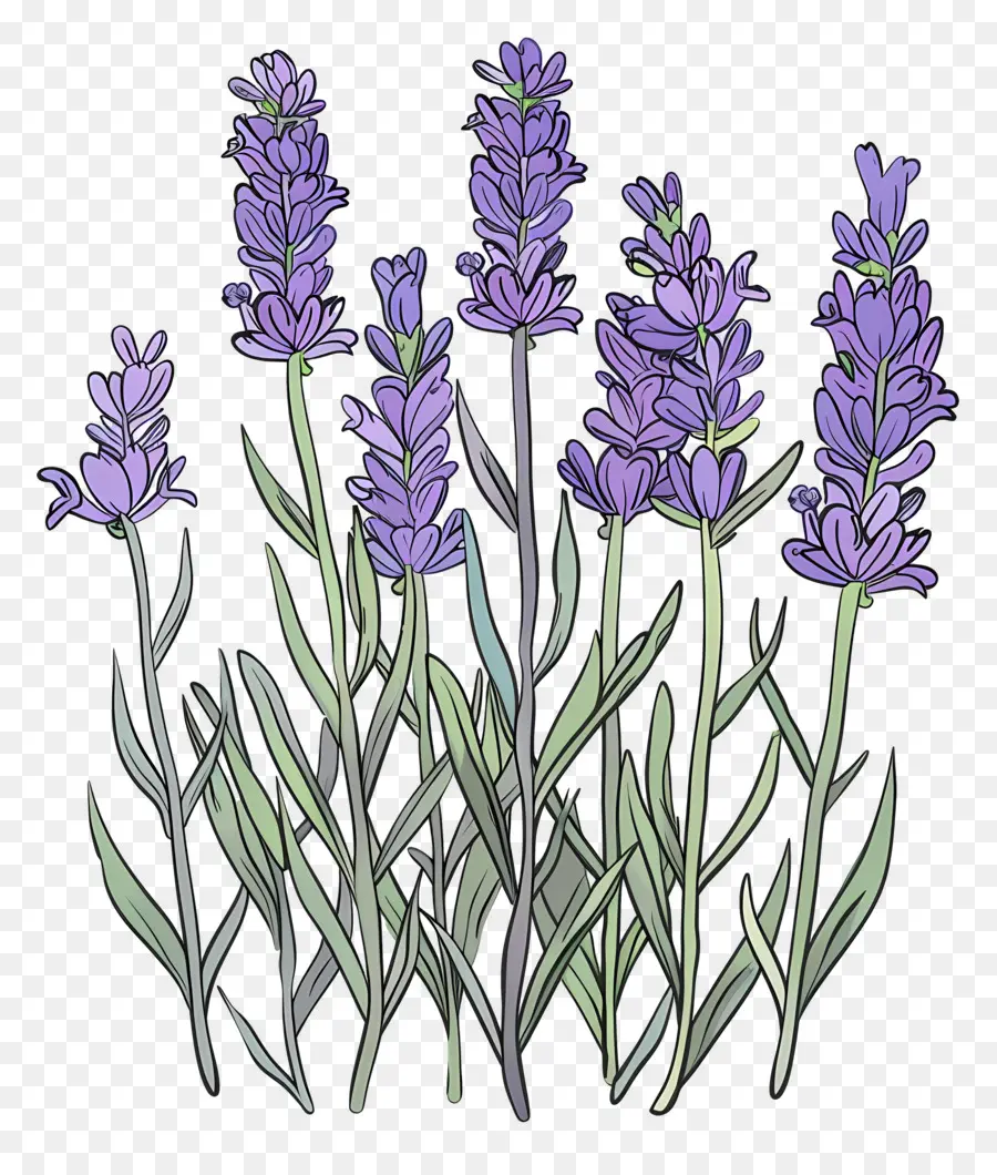 Lavanda De Jardim，Lavanda PNG