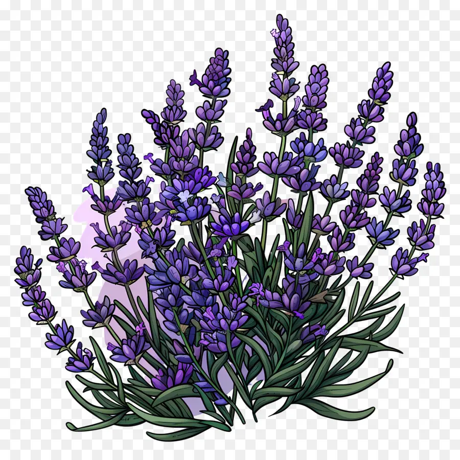 Lavanda De Jardim，Lavanda PNG