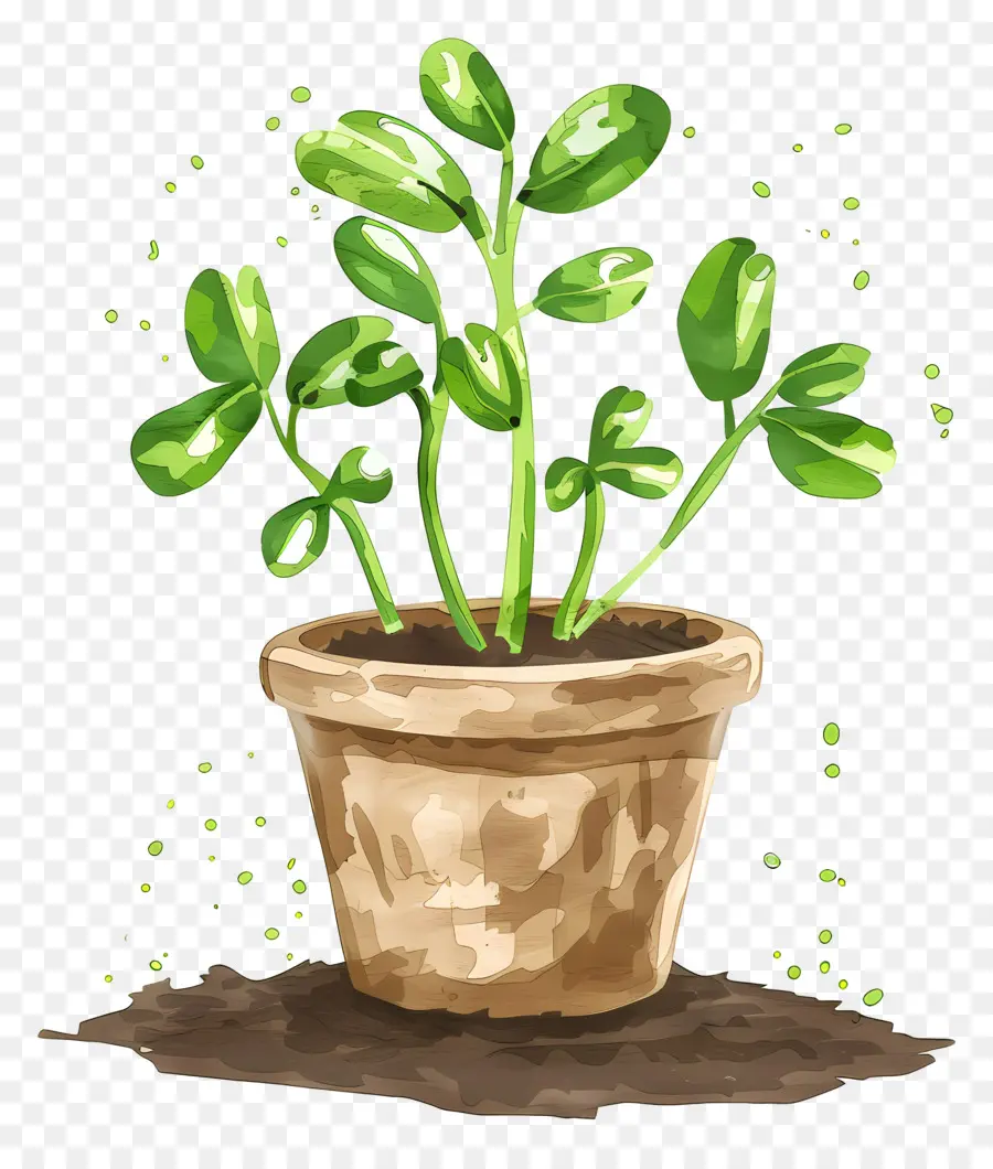 Planta De Broto Verde，Planta De Vaso PNG