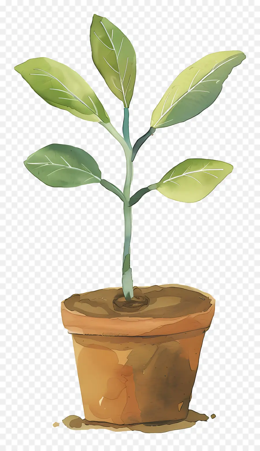 Planta De Broto Verde，Planta Em Vaso PNG