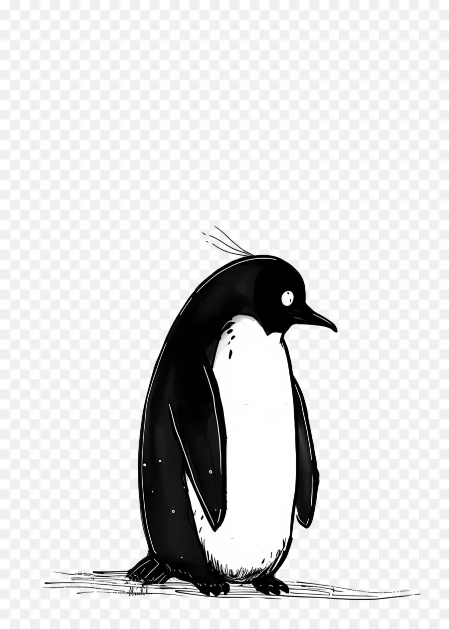 Penguin，Aves PNG