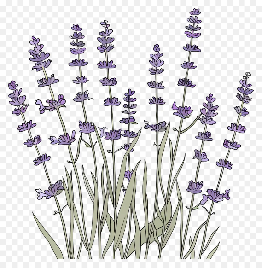 Lavanda De Jardim，Lavanda PNG