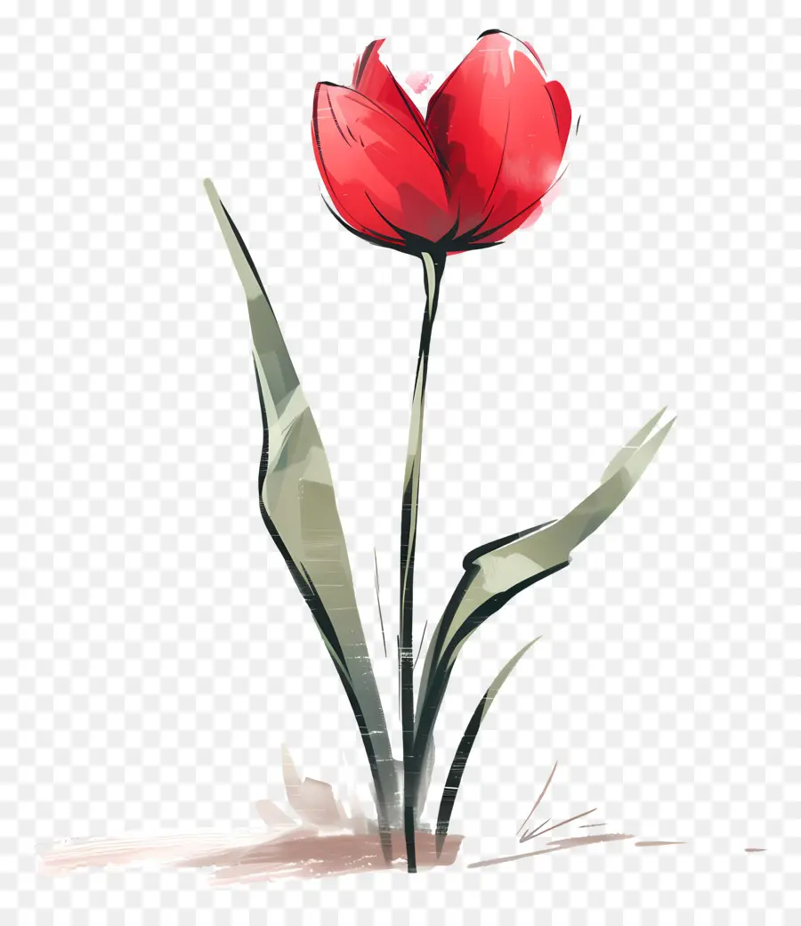 Tulip Flor，Flor Vermelha PNG